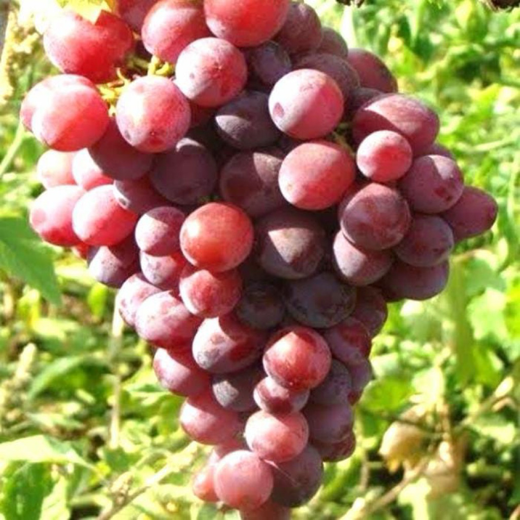 bibit tanaman anggur import ninel