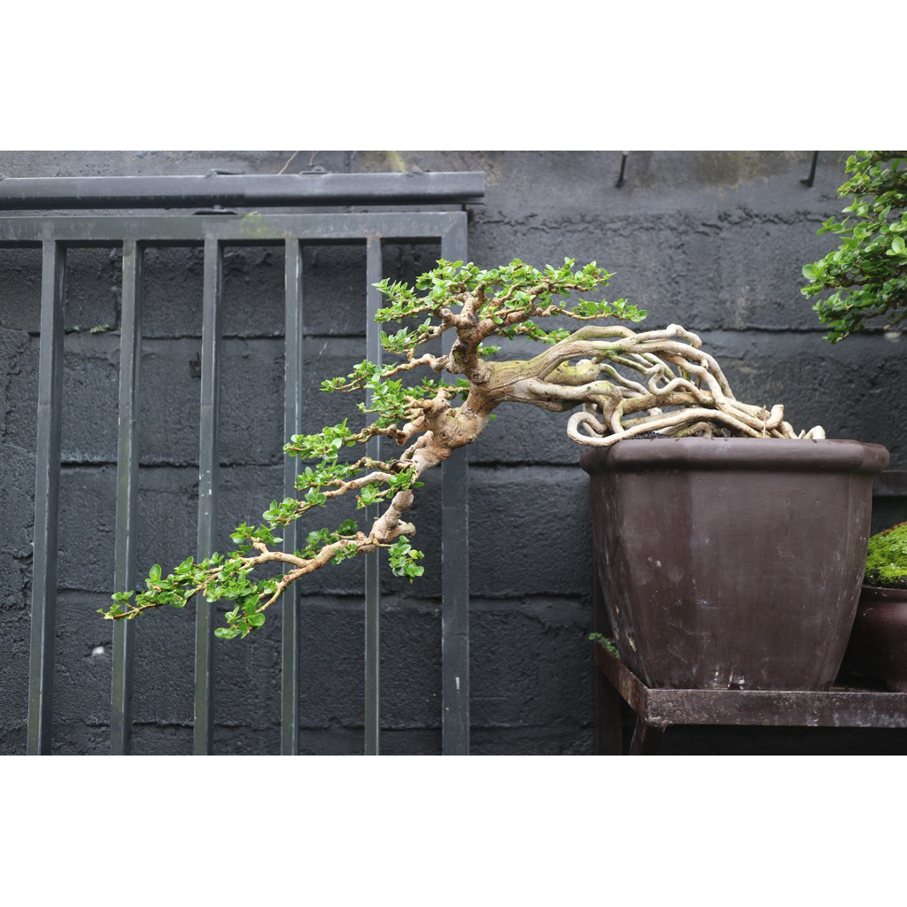 bonsai Sancang cascade