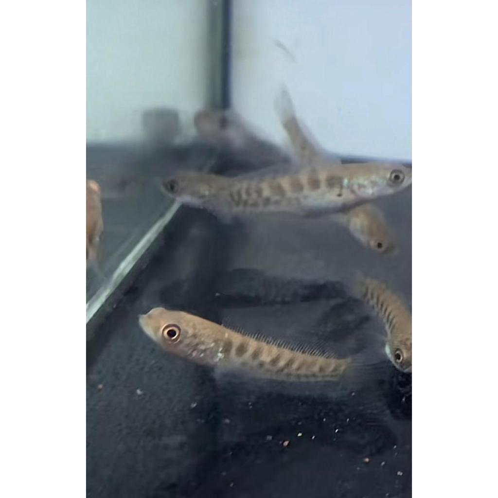 Auranti Maculata Premium