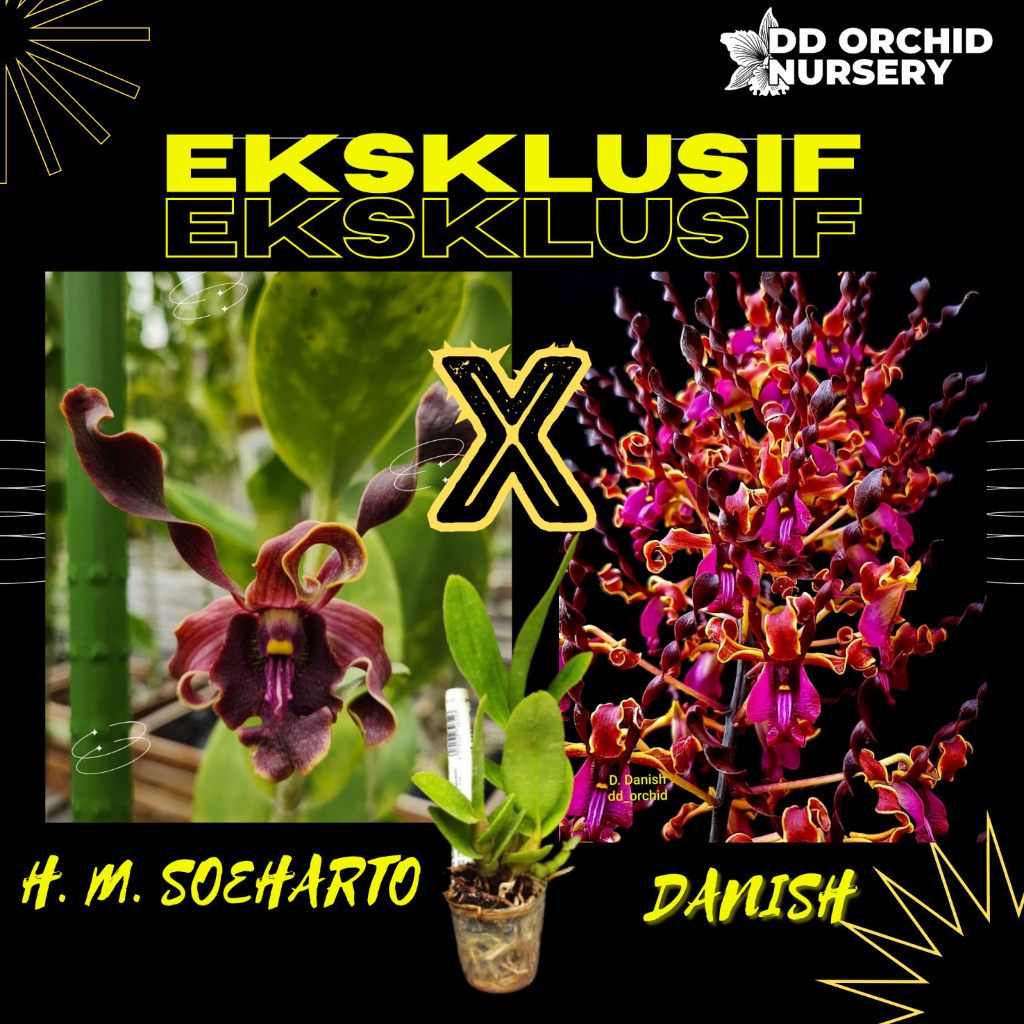 DD Orchid Seedling Anggrek Dendrobium H. M. Soeharto x Den. Danish