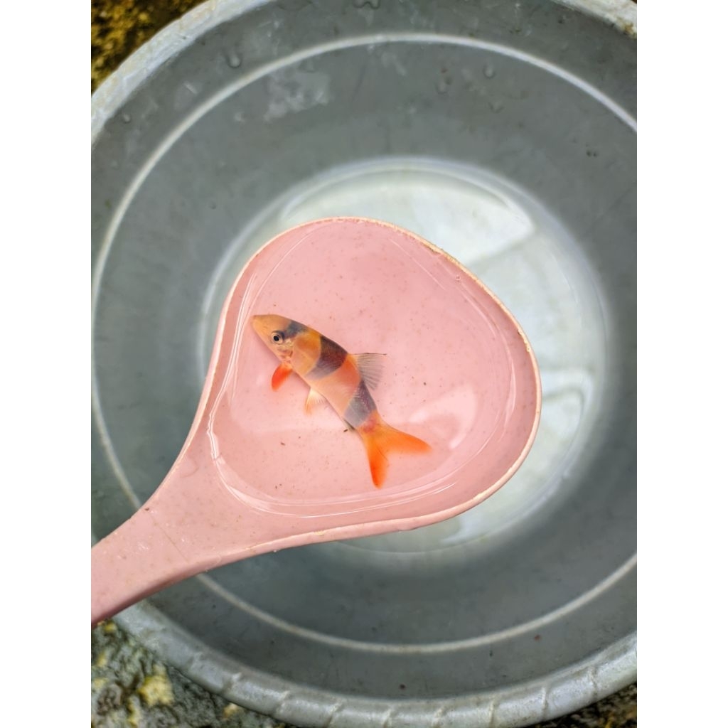 botia kalimantan hiasan aquarium aquascape