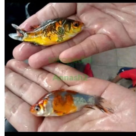 Paket Bibit Ikan Mas komet pancawarna ukuran 7-8 cm isi 10 ekor