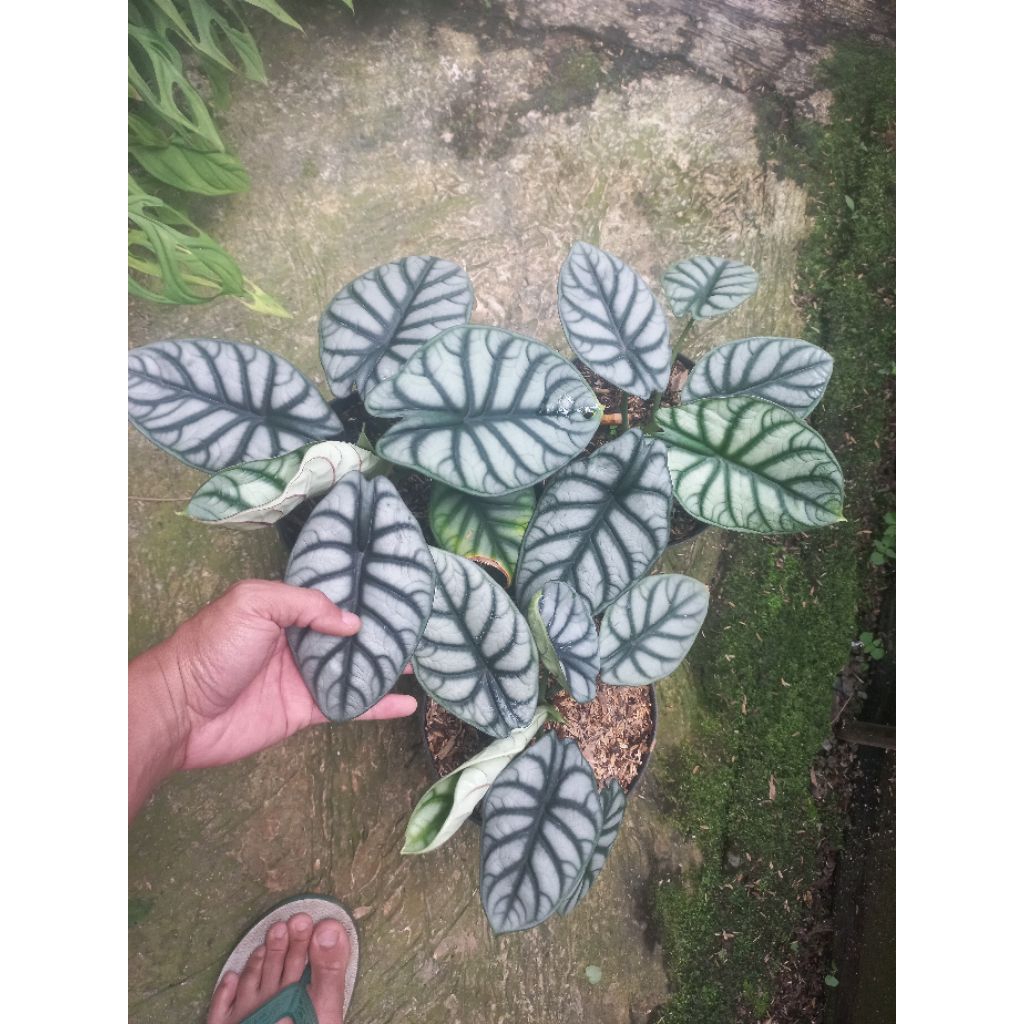 Tanaman Hias Alocasia Silver Dragonv / Alocasia Baginda / Keladi Tengkorak Silver