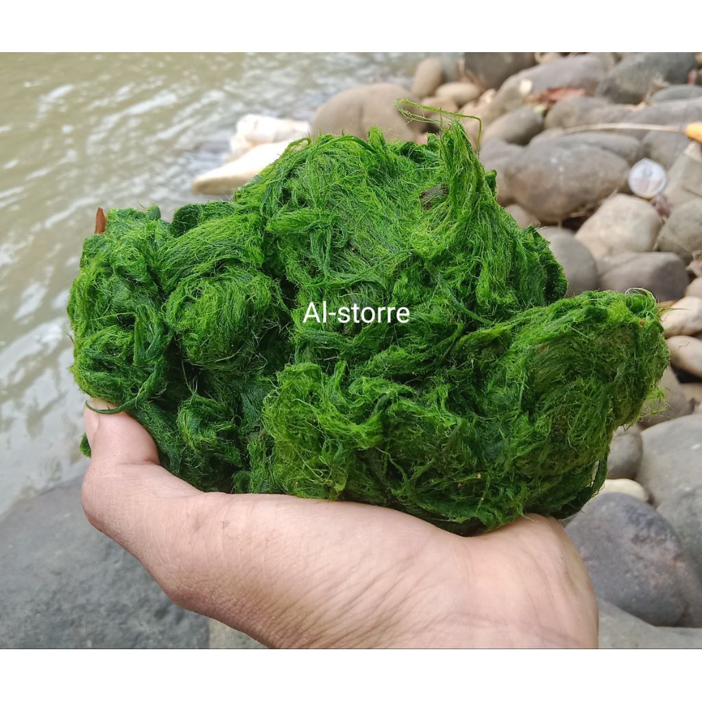 promo 500gram lumut batu/lumut sungai untuk umpan pancing nila gascor paket hemat isi 500gram dikiri