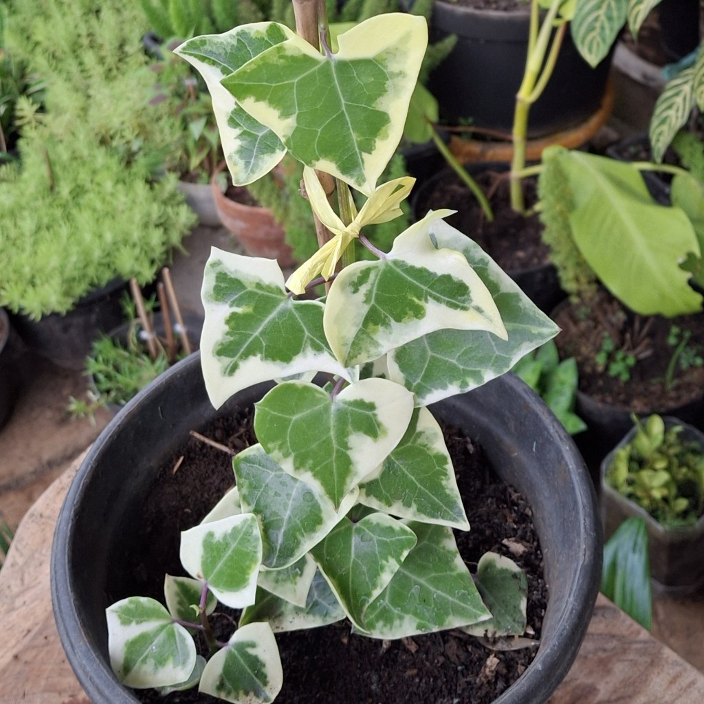 Tanaman Hias English Ivy / Tanaman Rambat Ivy / Tanaman Hias Ivy Inggris