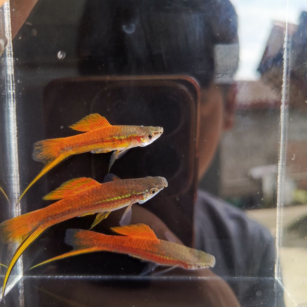 INDUK PLATY SWORDTAIL(PLATY EKOR PEDANG)