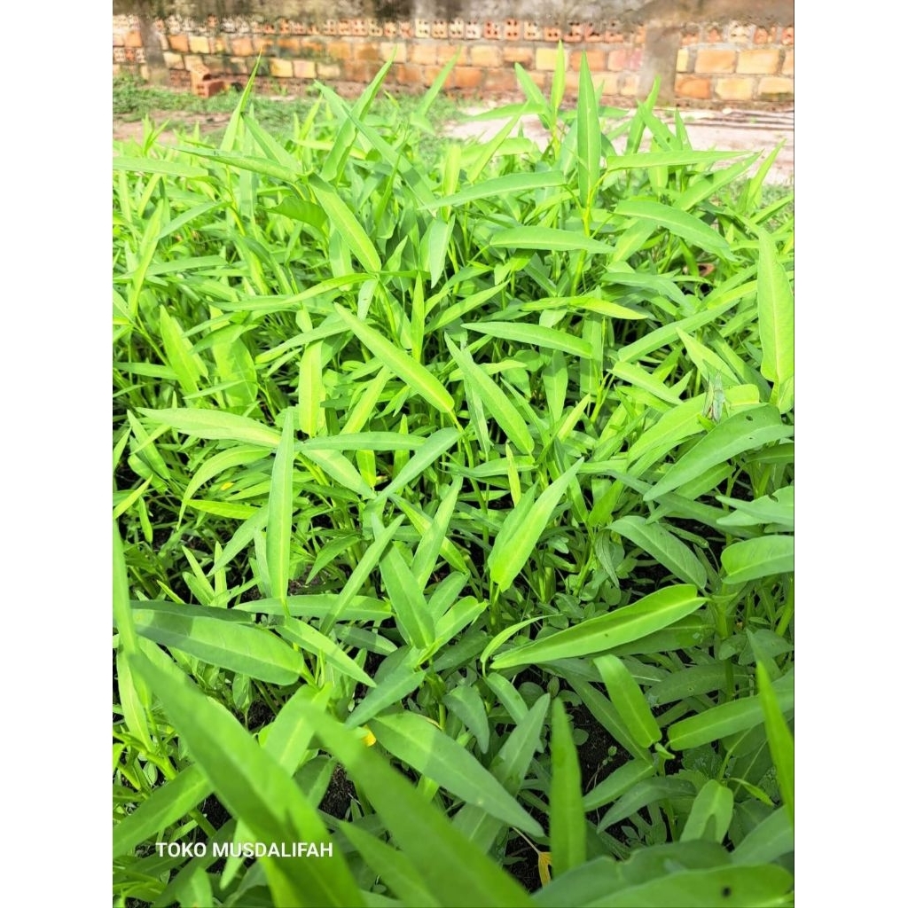 Benih Kangkung - sayur kangkung - bibit kangkung