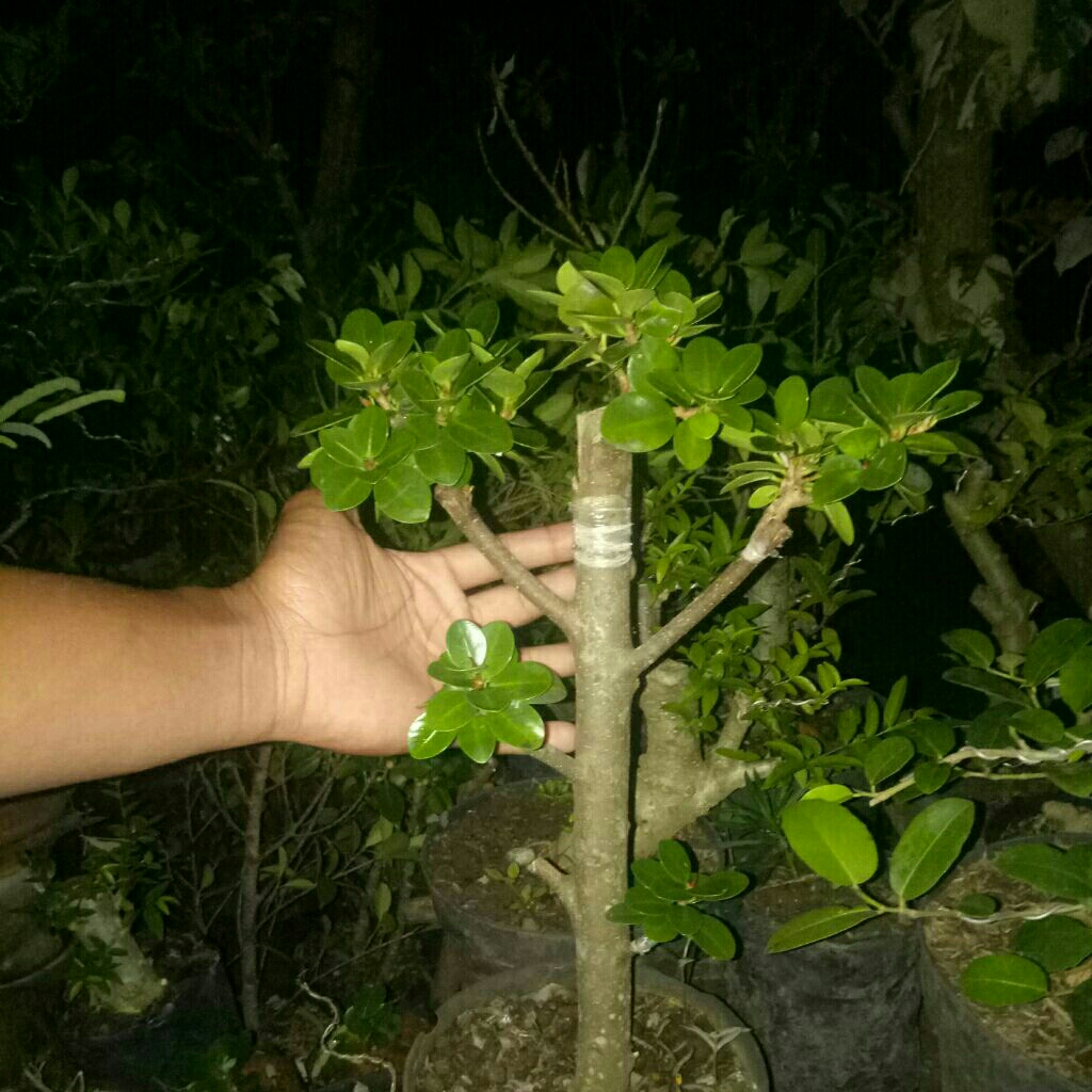 bonsai dolar mangkok mikro