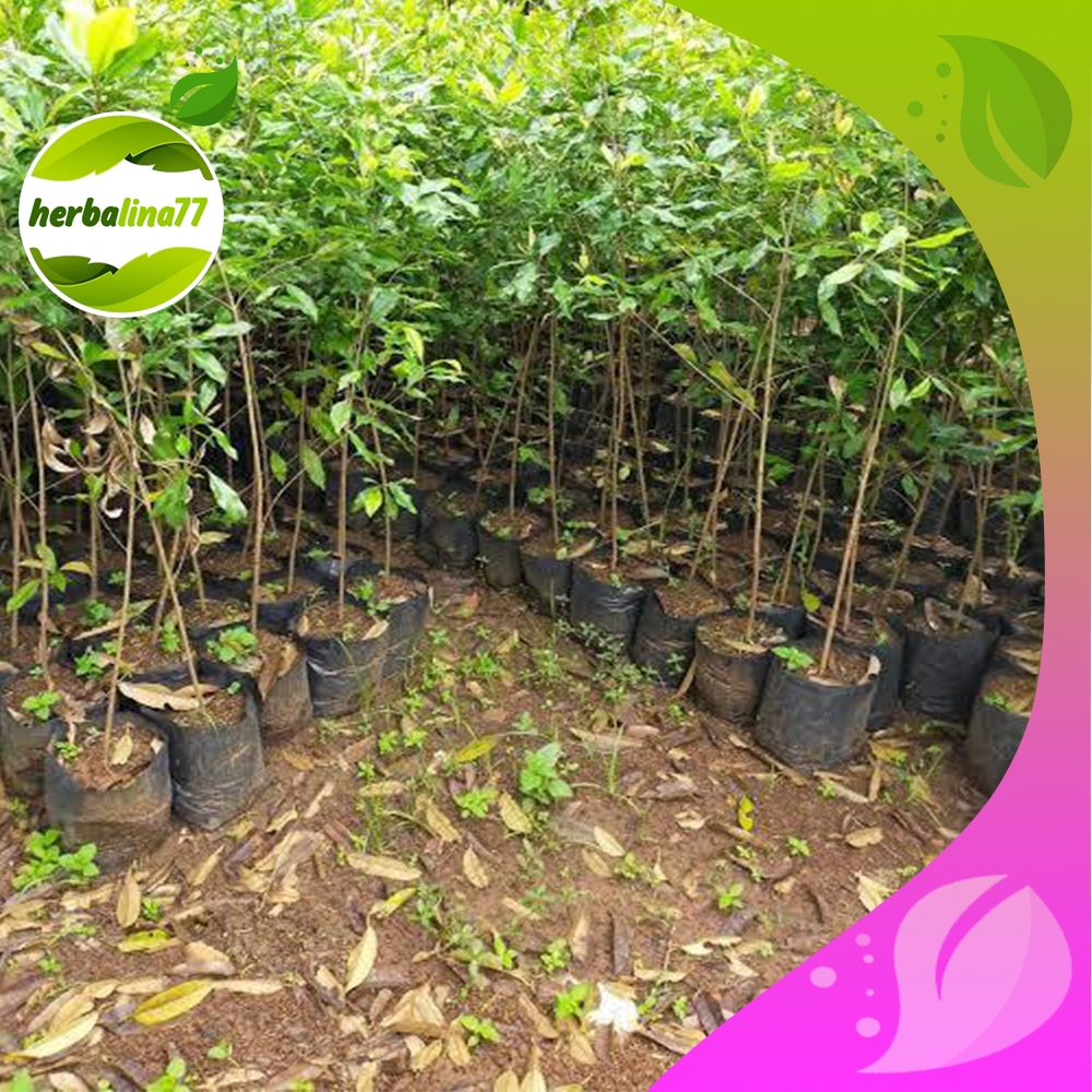 Bibit cengkeh unggul Zanzibar/Putih/Merah pilihan herbalina77