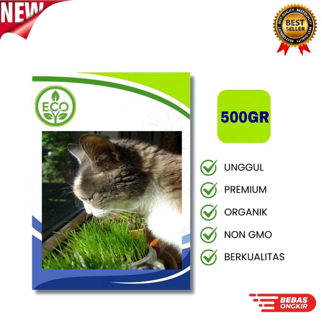 Benih RUMPUT KUCING [500GRAM] - Biji Wheatgrass Rumput Gandum Berkualitas