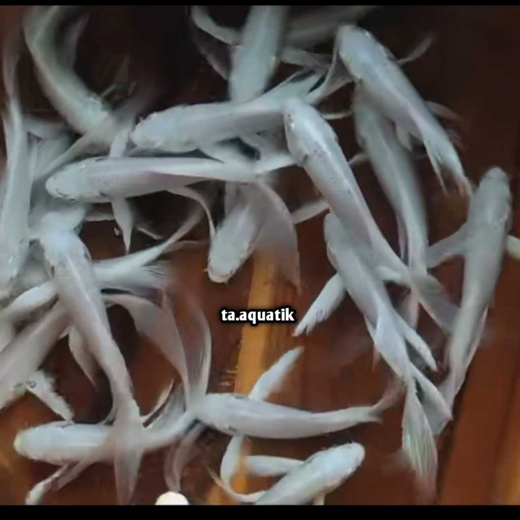 10/11cm koy platinum kumpay