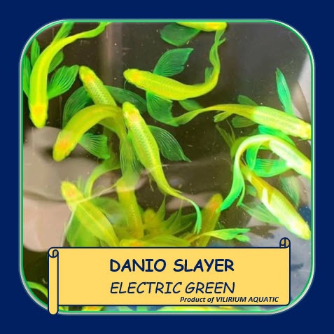 IKAN HIAS AIR TAWAR - DANIO SLAYER ELECTRIC GREEN / ZEBRA SLAYER ELECTRIC GREEN (IKAN AQUASCAPE) SIZ