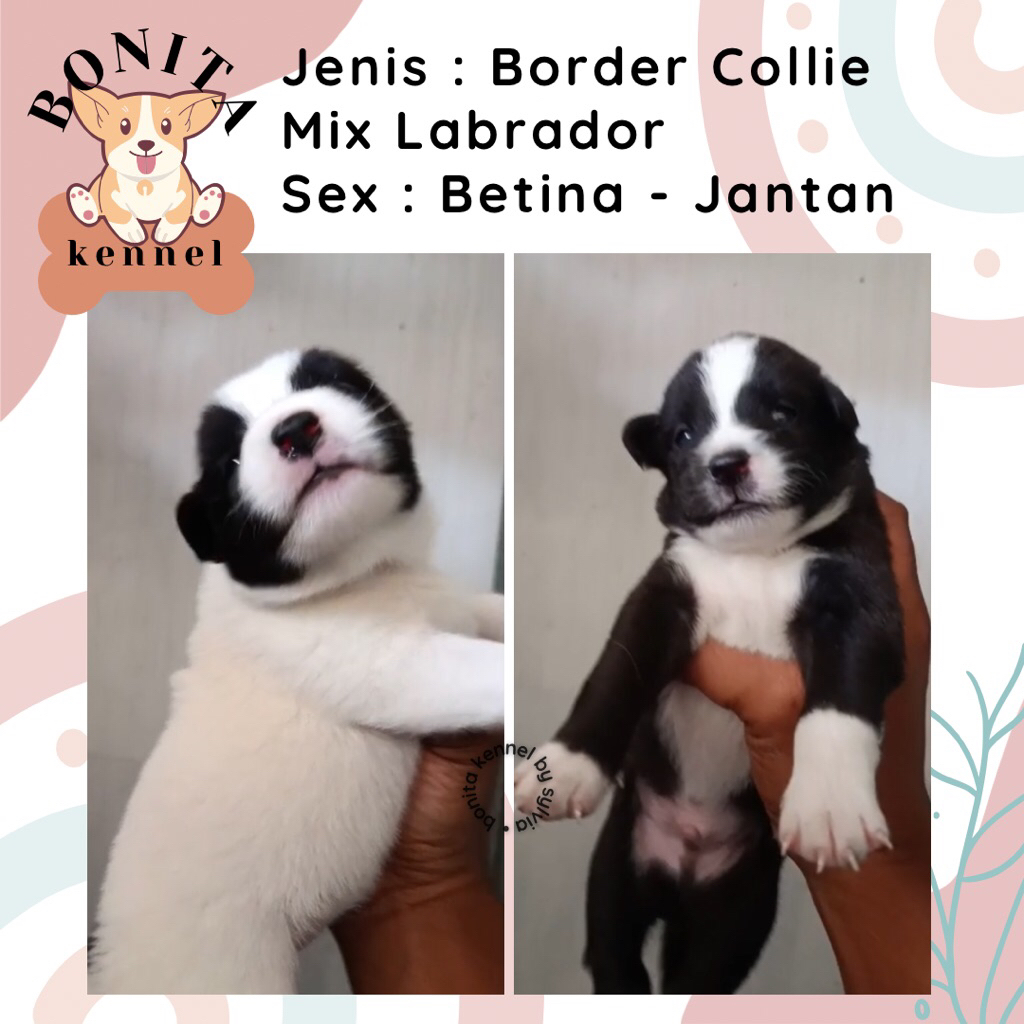 Border Collie Mix Labrador Anjing Border Collie Labrador Jantan Betina