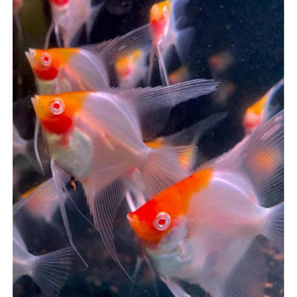 Manfish Red Cap Albino 2.5 3 cm - Etalase Sehat Berkualitas