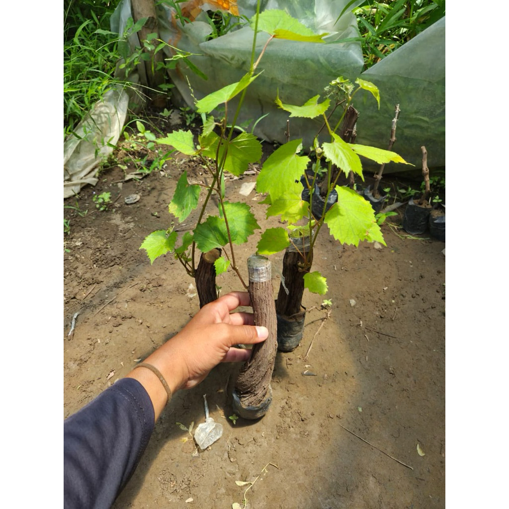 Bibit Anggur Isabella/Red master batang jumbo stok terbatas