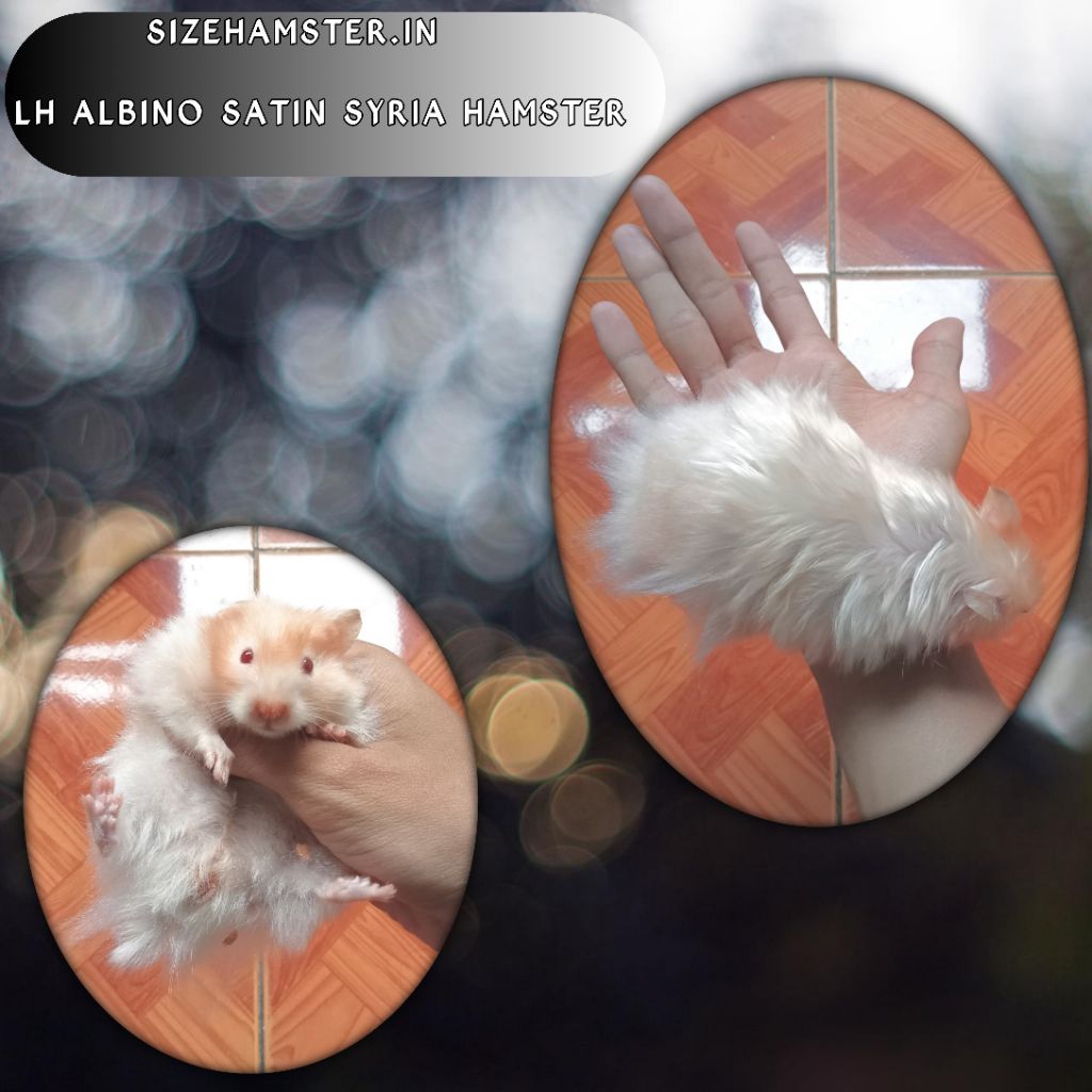 H4MST3R Syrian Albino Satin 3X$0TiC + box