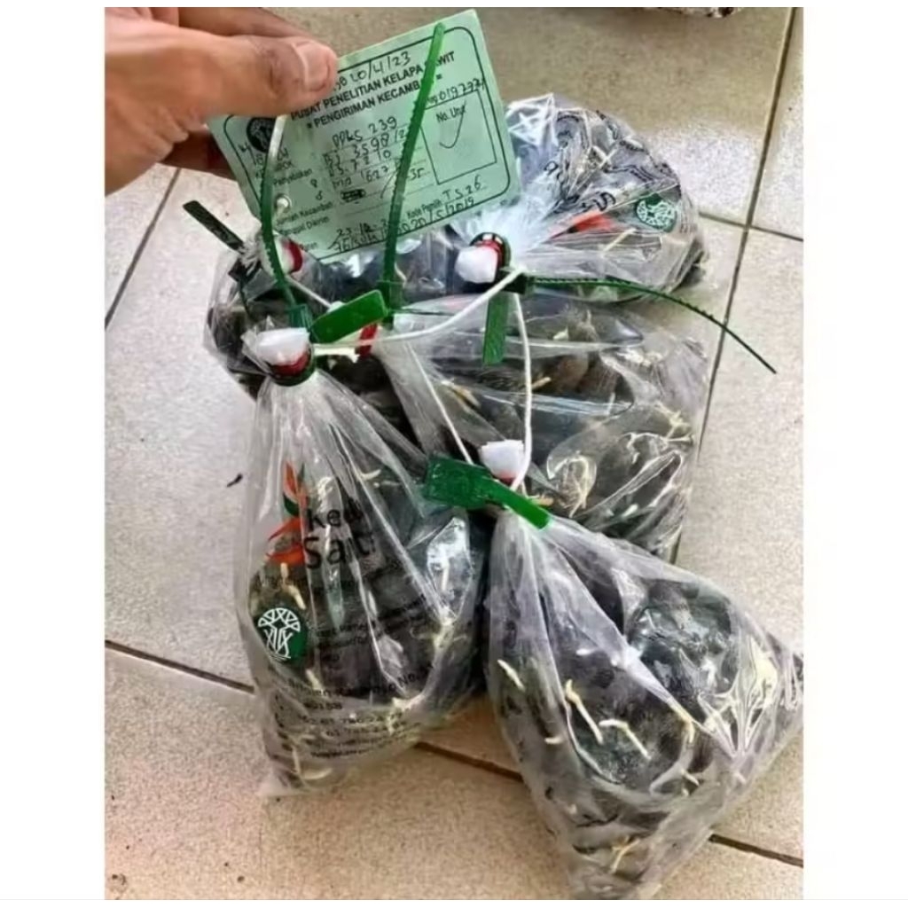 50 butir benih Sawit PPKS YANGAMBI ORIGINAL