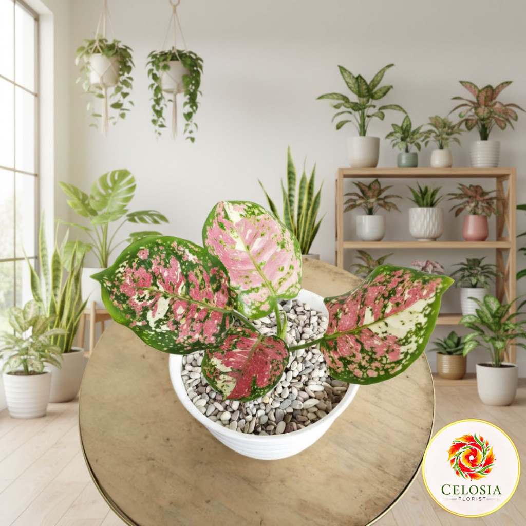 Tanaman hias tricolor / aglonema tricolor