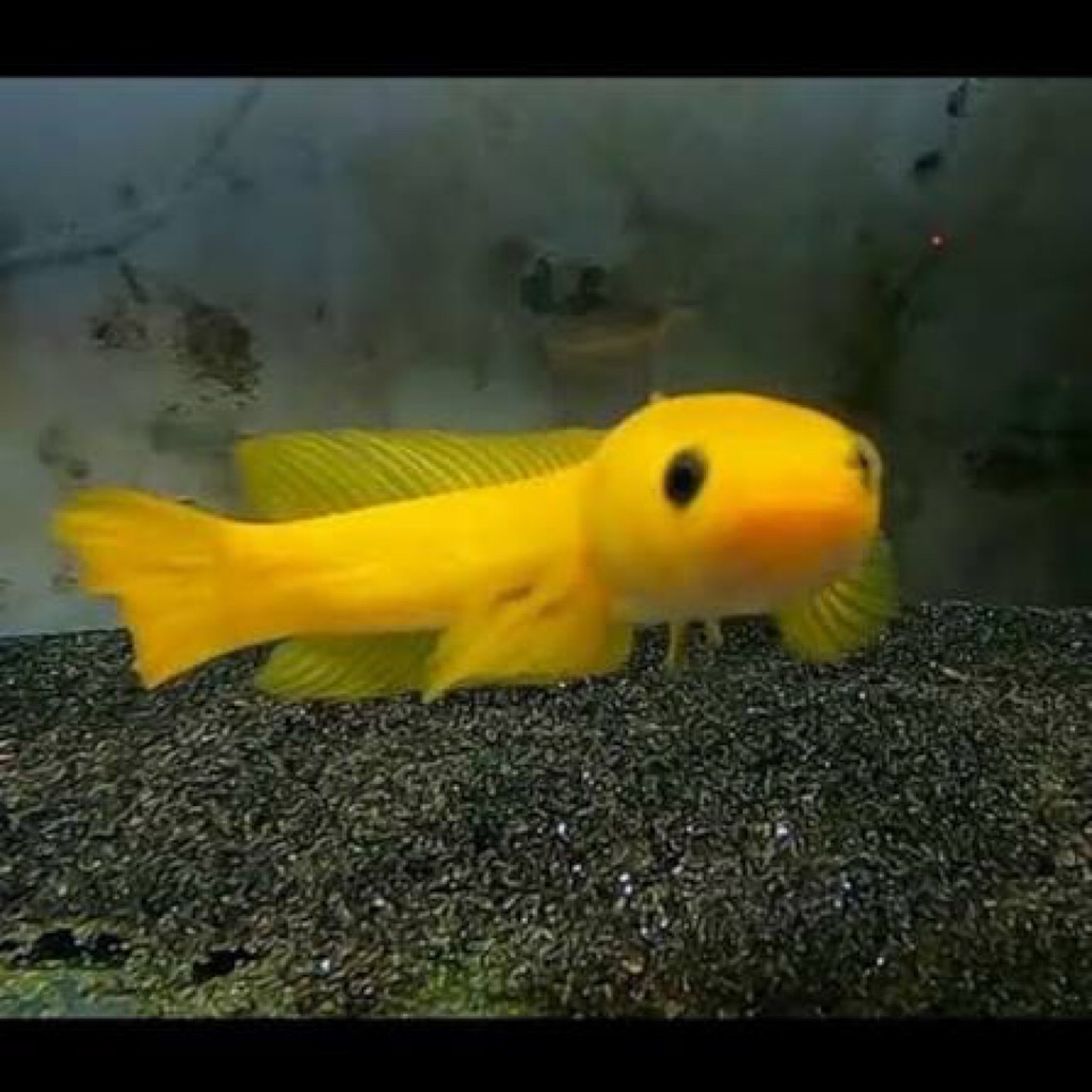 LIMBATA GOLDEN XHANTIC SZ 4-5