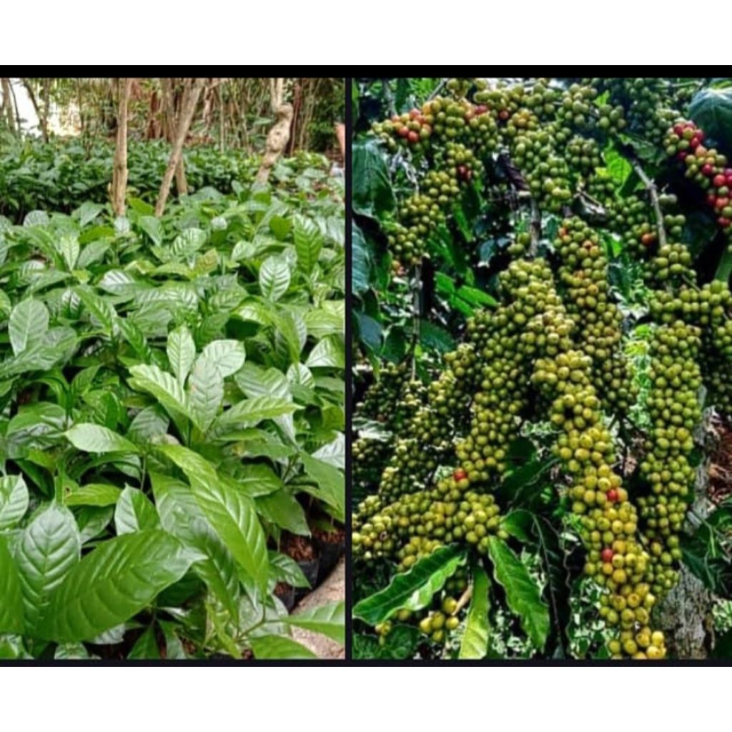 bibit kopi robusta super unggul, bibit kopi robusta Lampung,bibit kopi robusta