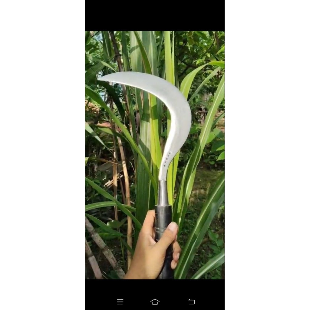 arit/sabit rumput pakan ternak original asli Madura