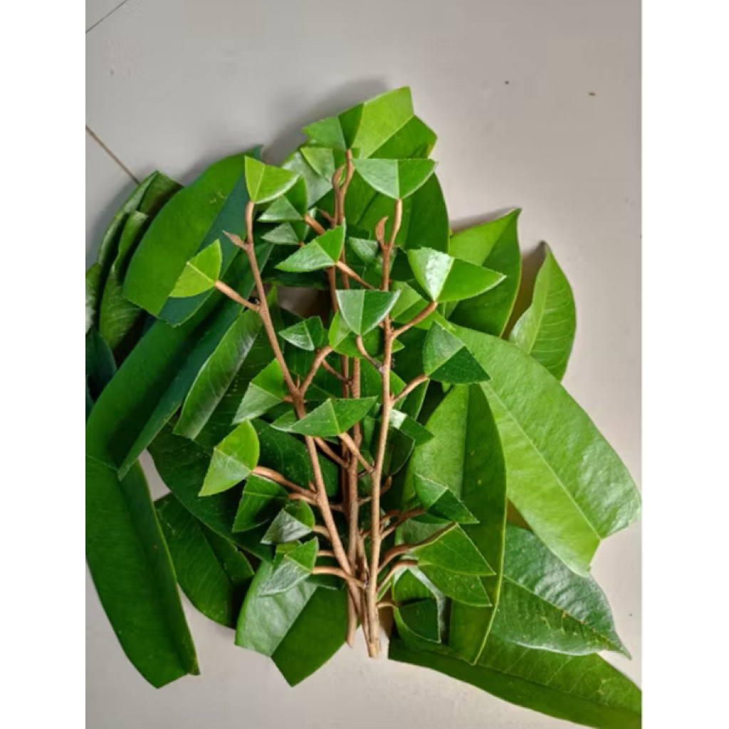 Entres Durian Bawor super