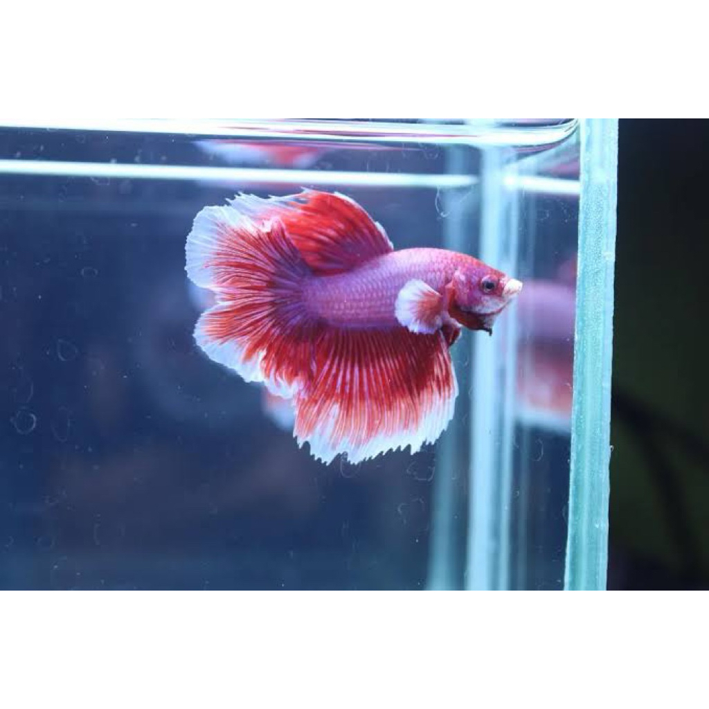 cupang halfmoon lavender