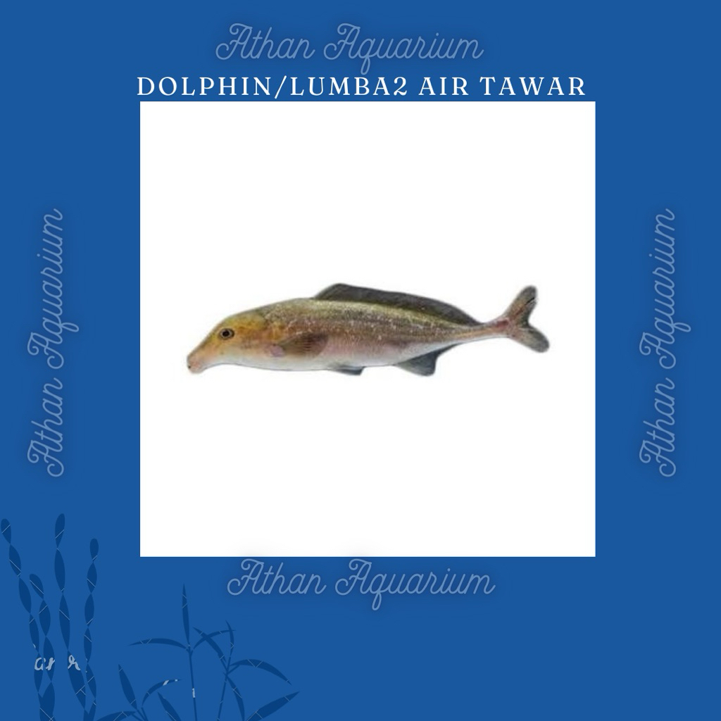 Dolphine/Dolpino/ikan lumba-lumba air tawar size kecil ukuran 10-12cm