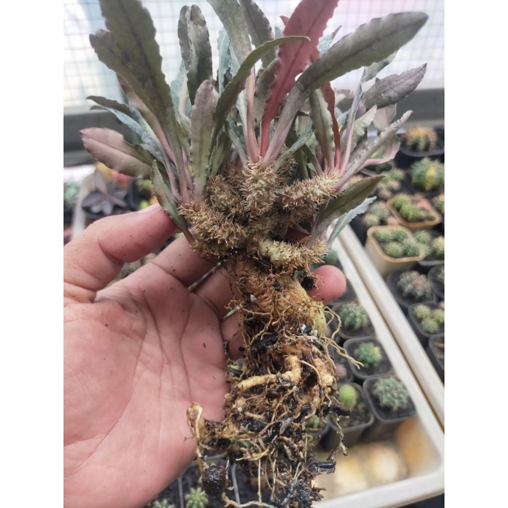 Euphorbia Francoisii Hybrid Tap Root Besar