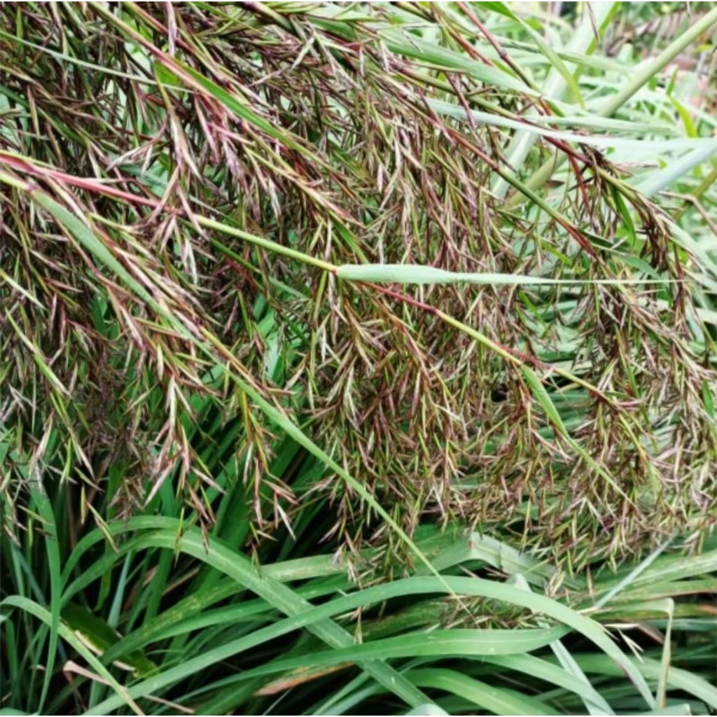 kembang sereh per 15 tangkai