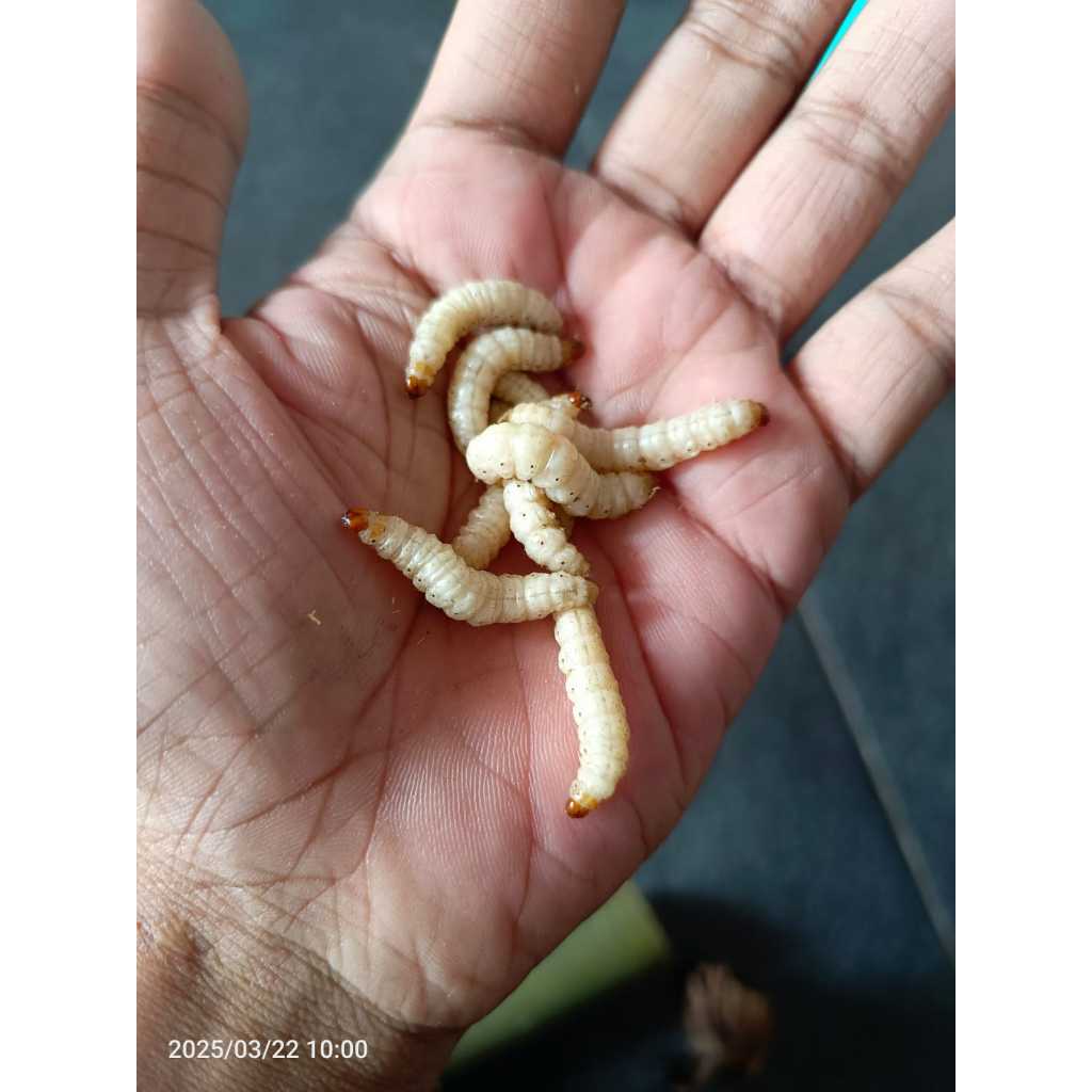 ULAT BAMBU / ULAT BUMBUNG