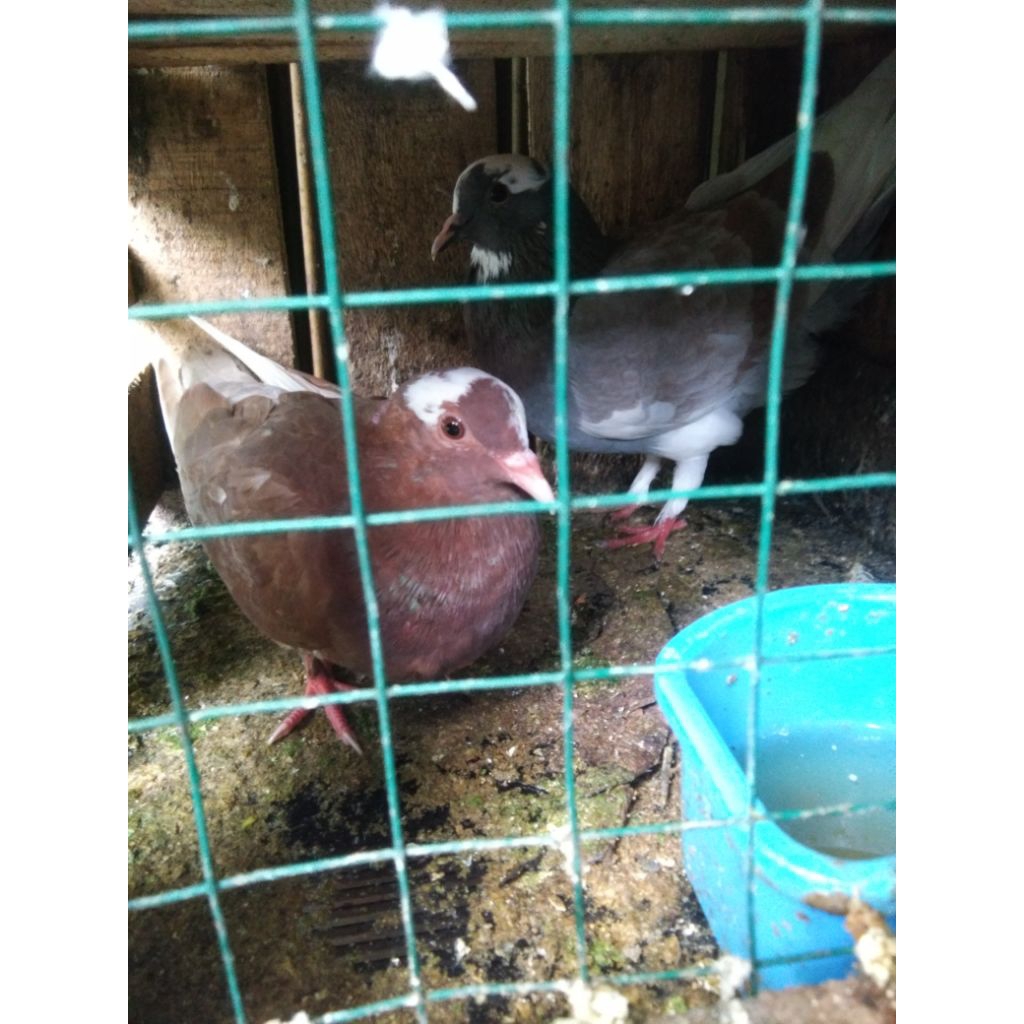 Merpati burung dara#sepasangan#jantan/betina