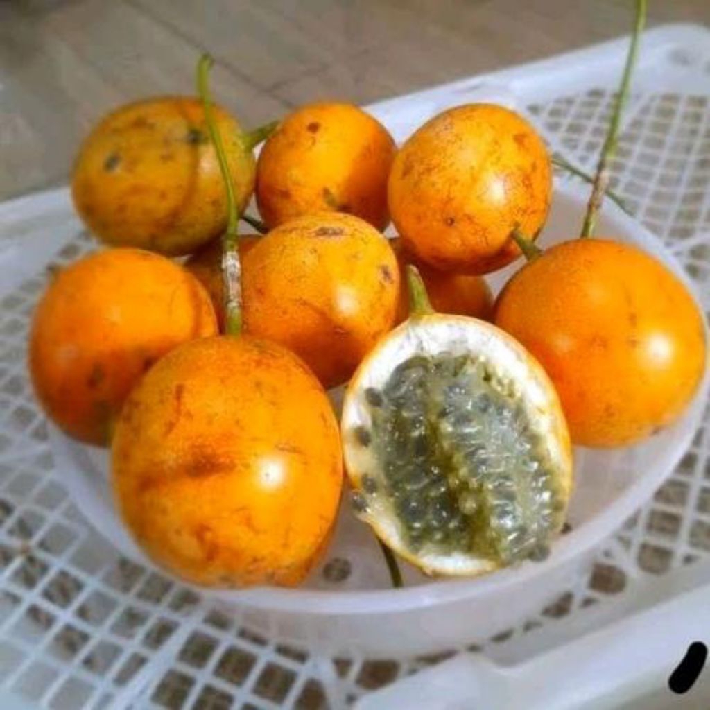 Buah markisa konyal manis 1kg dari kebun langsung