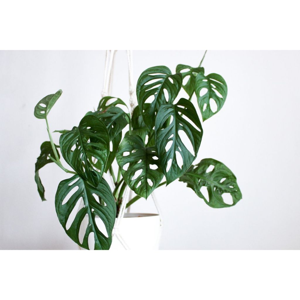 BLANTIK KEMBANG - Tanaman Hias Indoor Bisa Media Air Monstera Adansoni Janda Bolong