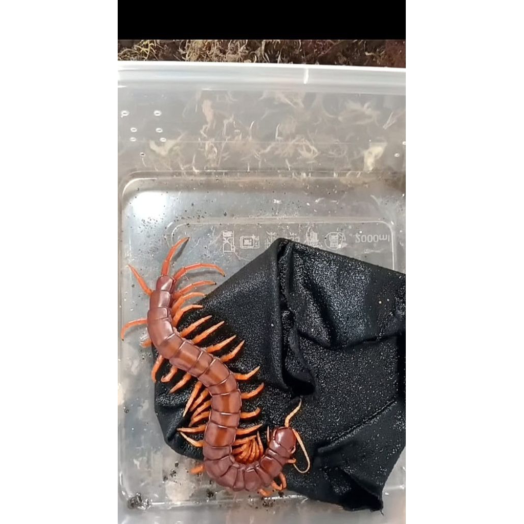 kelabang pakan ikan arwana/Chana/Lohan