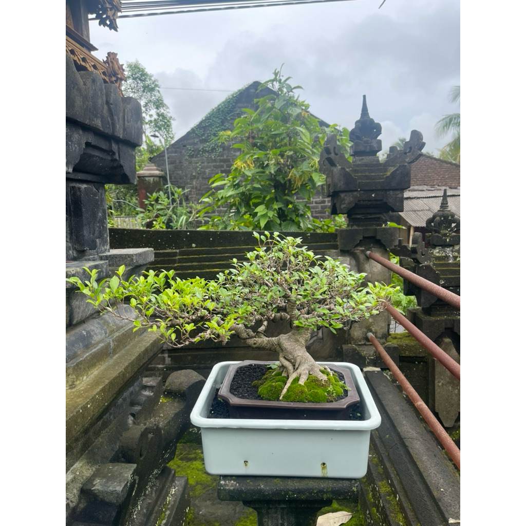Bonsai Beringin Kimeng Medium