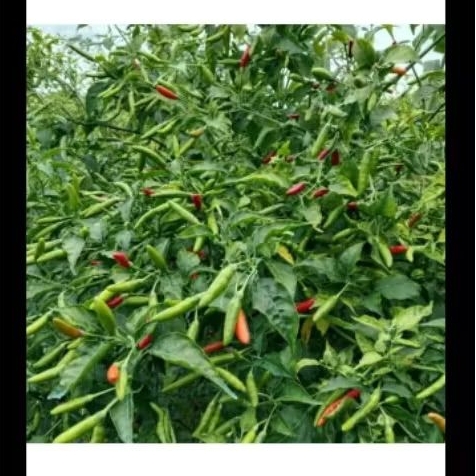 Benih Cabai Rawit Hijau disukai agen dan konsumen, cabe rawit jenis Padang atau jenis cabe rawit Liw