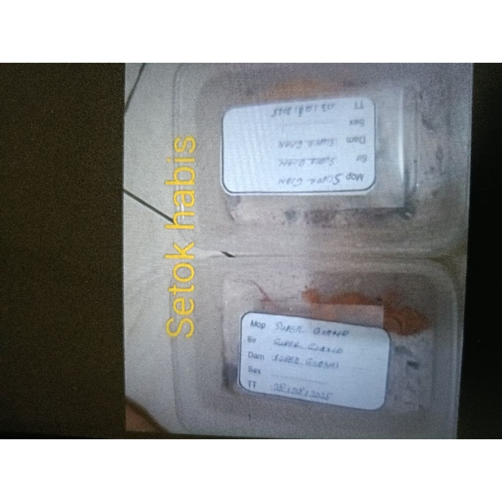 gecko mainan anak murah dan jinak