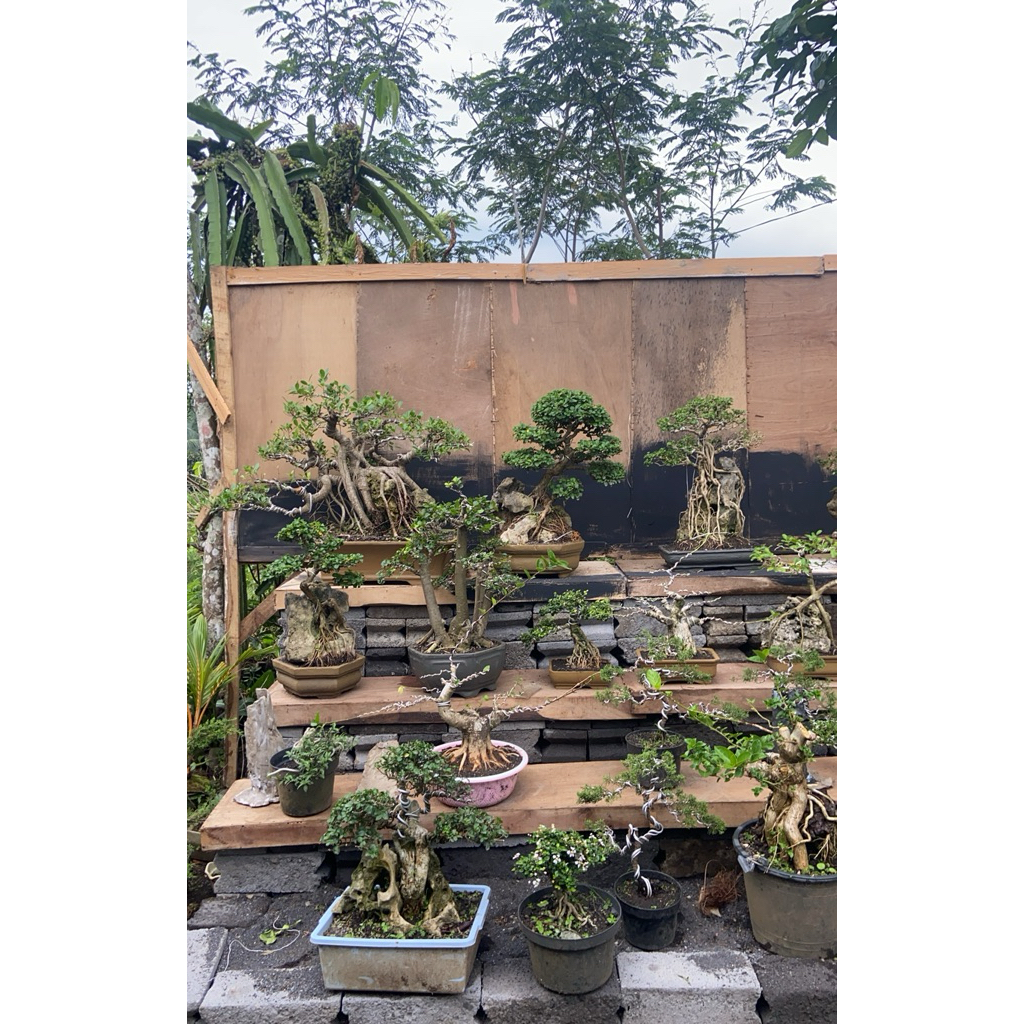 bonsai siap pajang