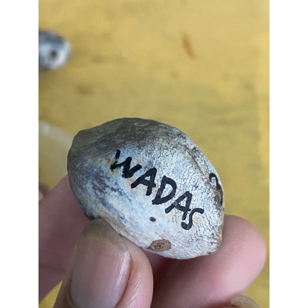 Muncang Adu Wadas grade A kode 3