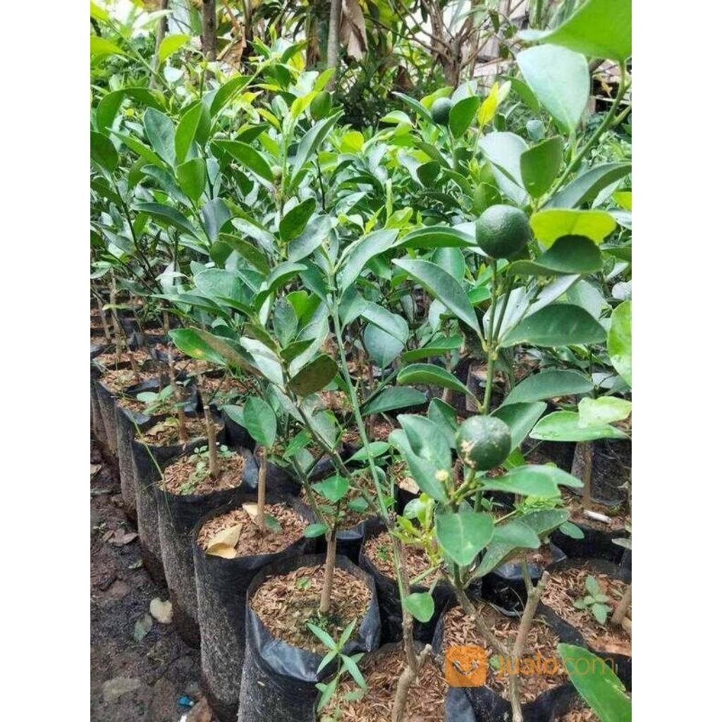 BIBIT JERUK KUNCI BERBUAH/ TANAMAN JERUK KUNCI BERBUAH