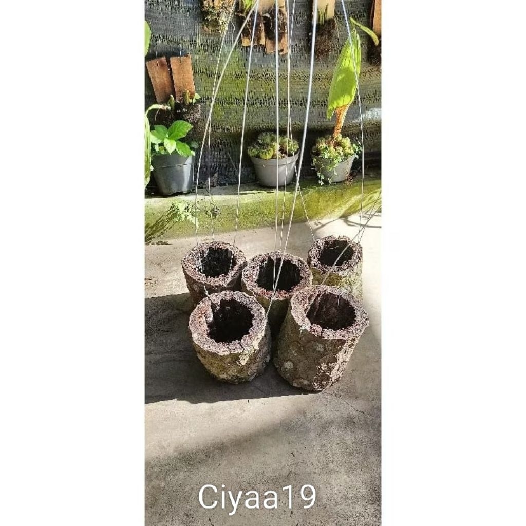 Terlaris Pot batang pakis alamii