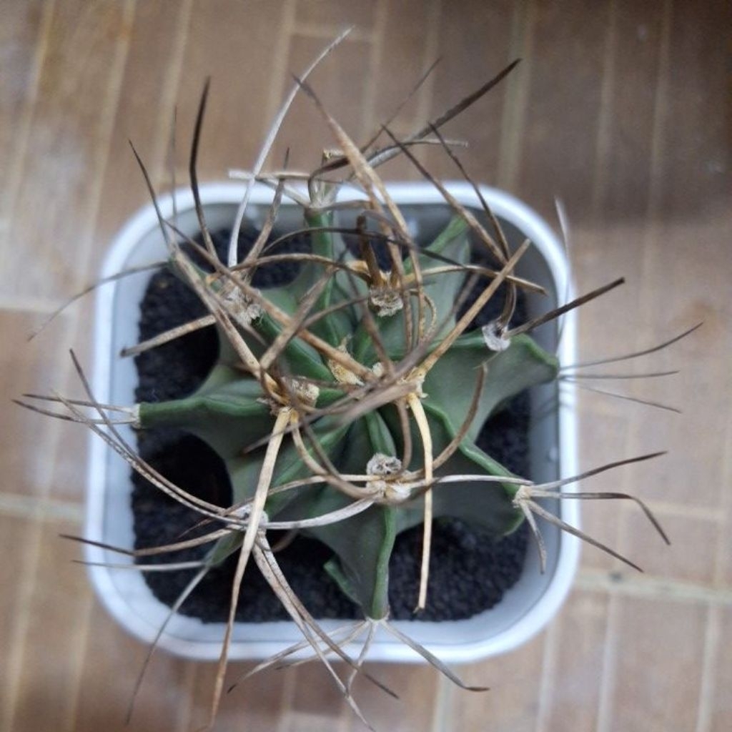 kaktus astrophytum capricorn