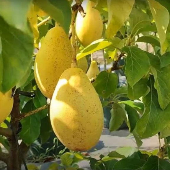 entres / batang atas / pucuk tunas alpukat yellow vietnam