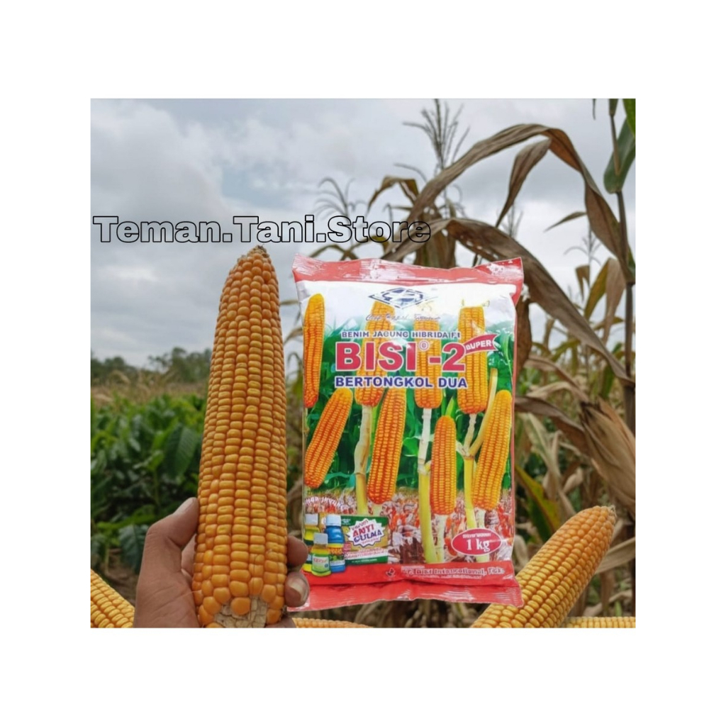 BIBIT Jagung HIBRIDA BISI 2