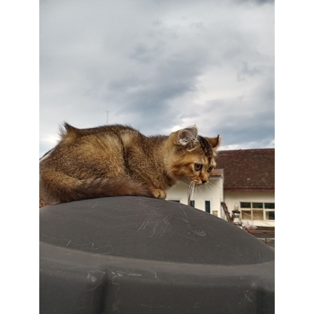 British short hair x American curl