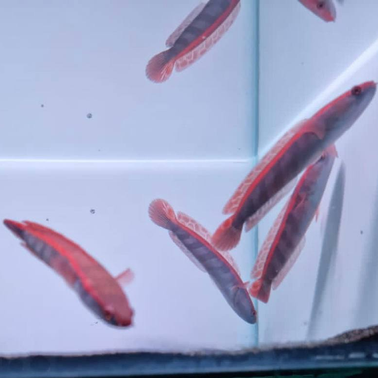 (Promo) Red Barito 3-4cm kualitas Terbaik