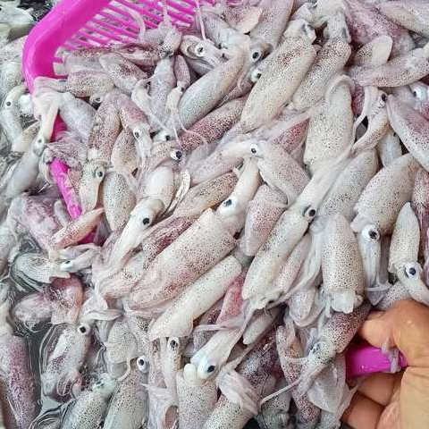 Cumi Segar / Cumi Basah / Cumi 1Kg / Cumi Cendol