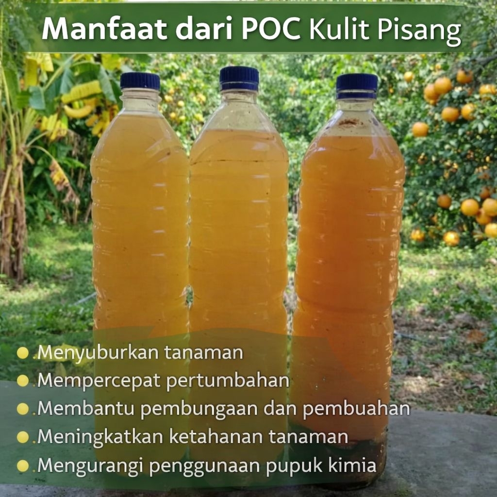 POC KULIT PISANG ORGANIK-PUPUK CAIR ALAMI TINGGI KALIUM UNTUK BUNGA DAN BUAH LEBAT 1 LITER