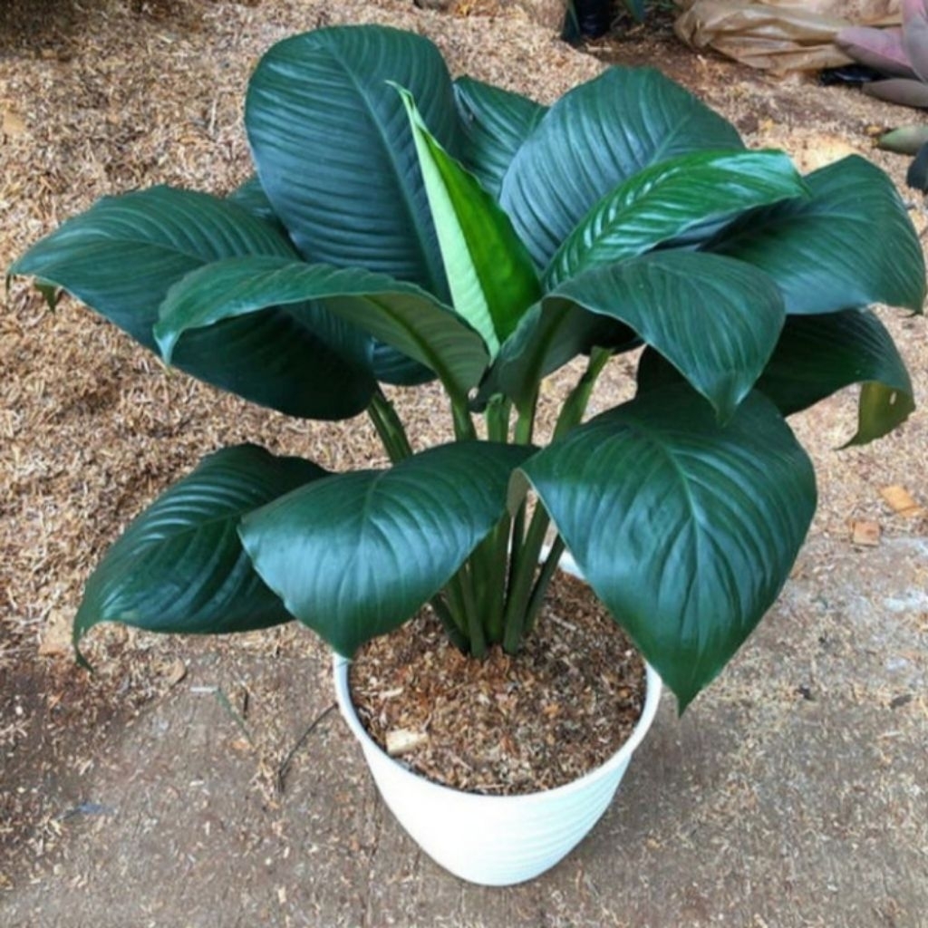 Tanaman Hias Spathifyllum Bangkok Manaloa (Bisa Cod)